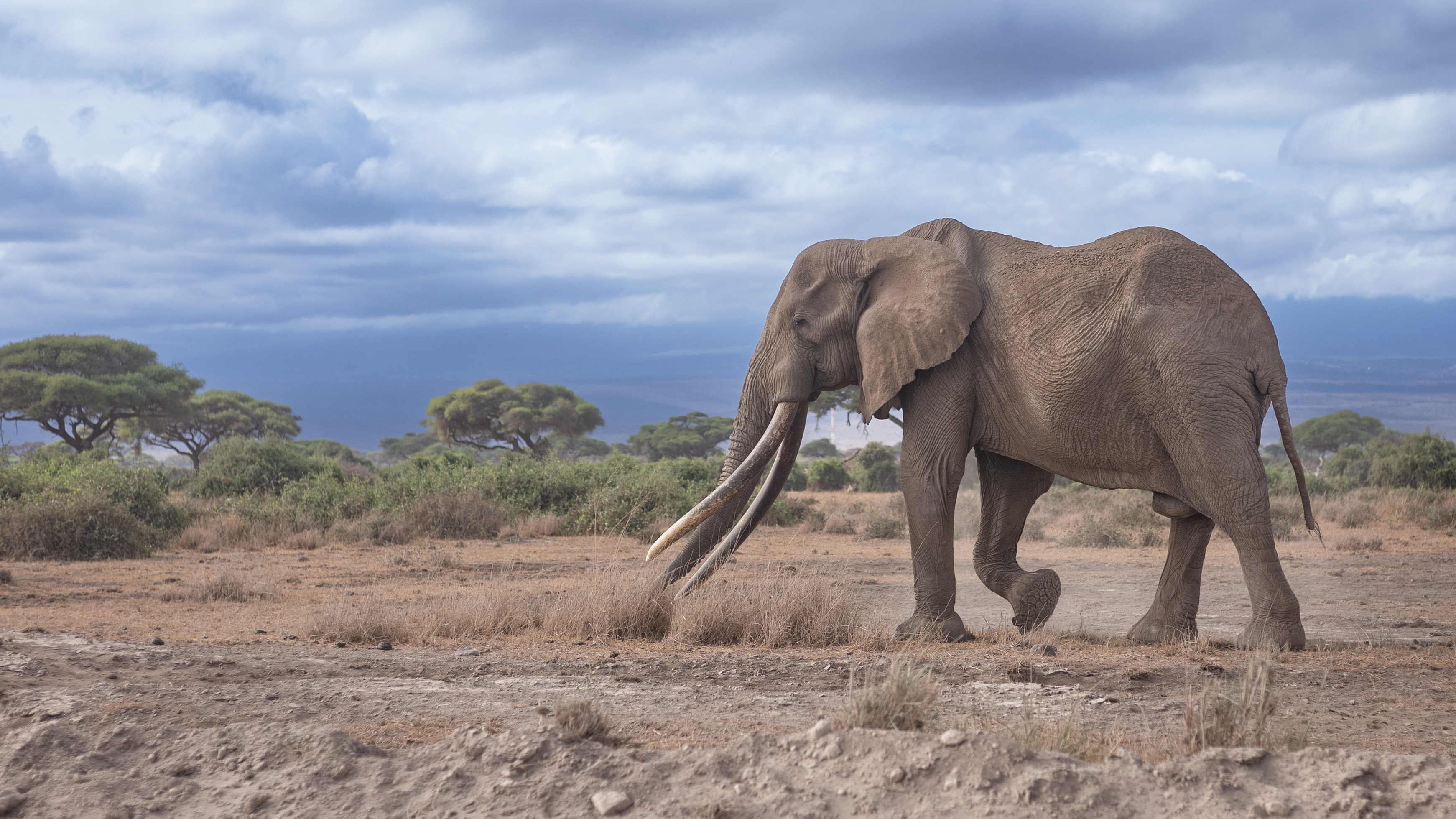 CAYAN FUSION – BRONZE