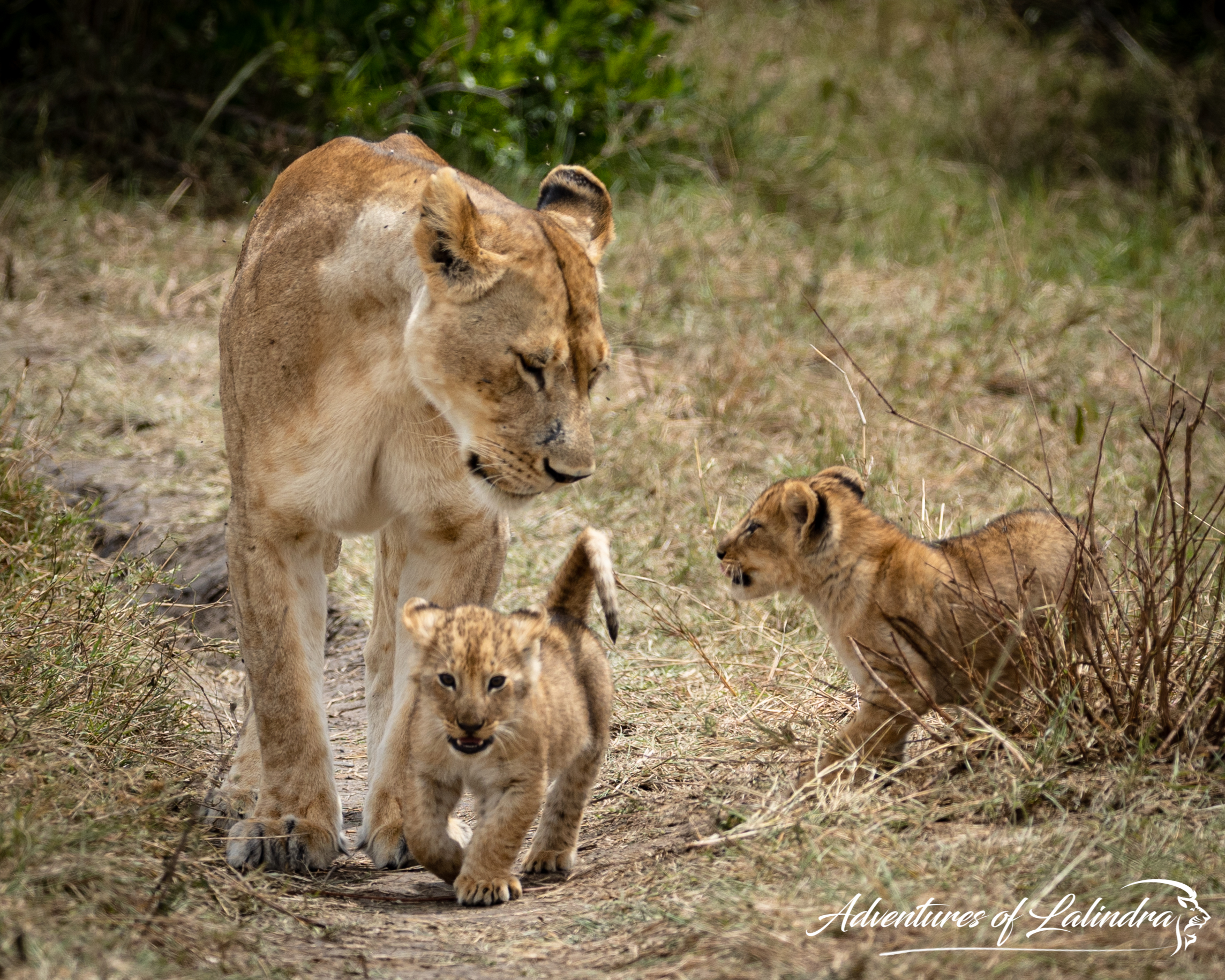 FIVE Things You Should Pack for Your African Safari