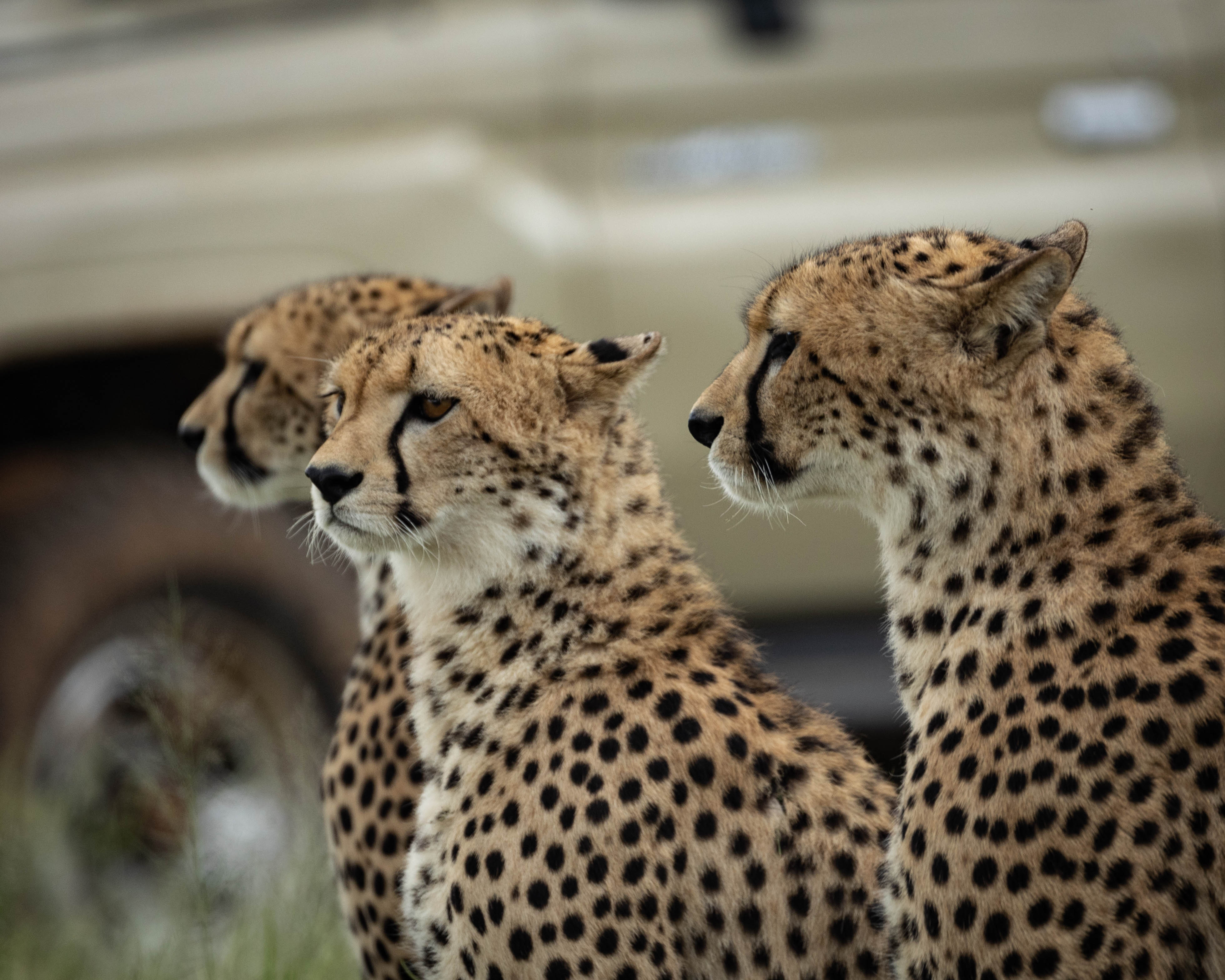 CAYAN FUSION – GOLD