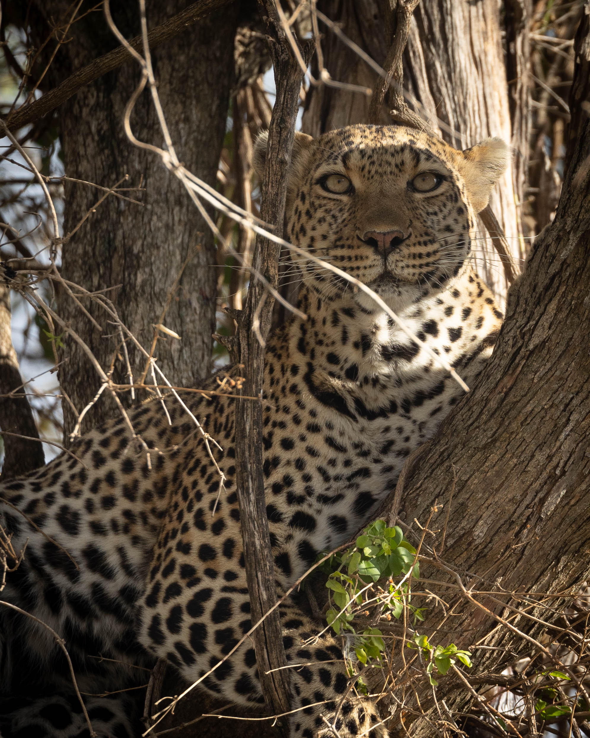 CAYAN FUSION – SILVER